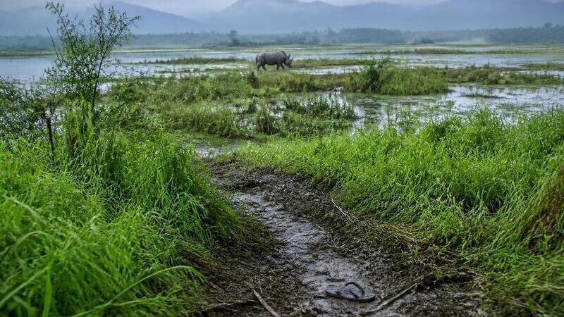 Stop shrinking Kaziranga's buffer zone