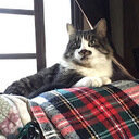 avatar of the starter