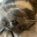 avatar of the starter