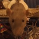 avatar of the starter