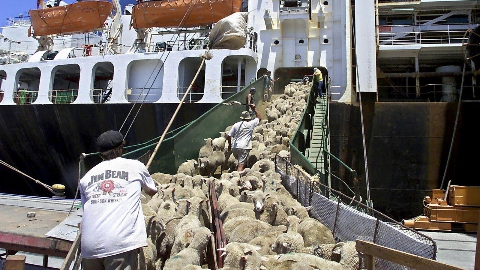 Petition · Brittany Hefer Stop live animal exports ·