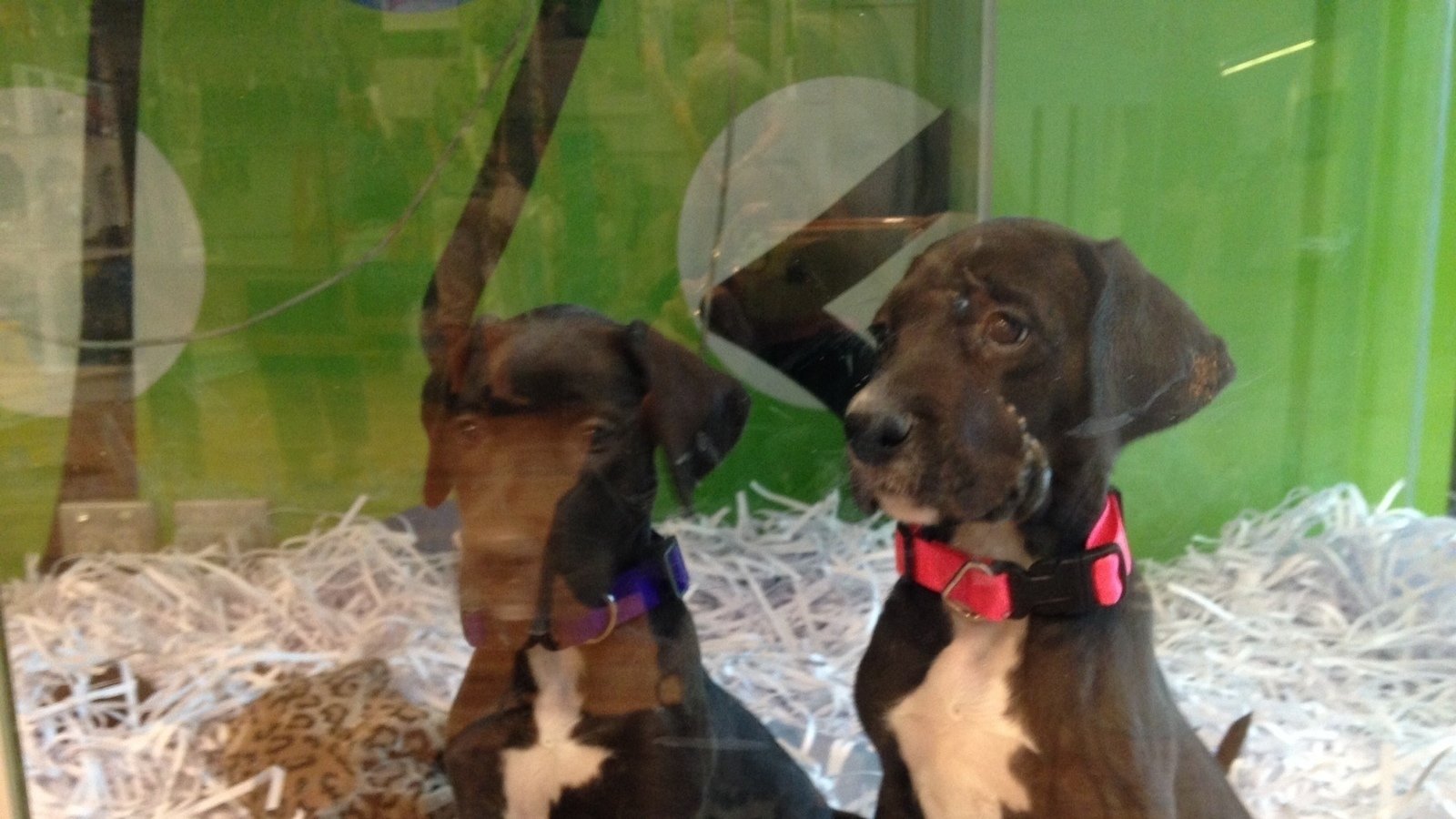 petition 183 heather snook stop cruelty of selling puppies petition 183 heather snook stop cruelty of selling puppies