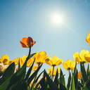 avatar of the starter