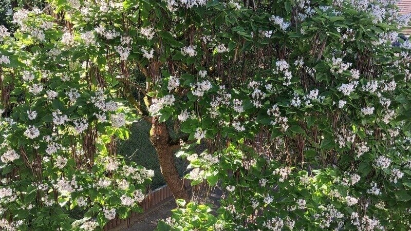 Sauvez le catalpa de la cour des maternelles