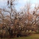 avatar of the starter