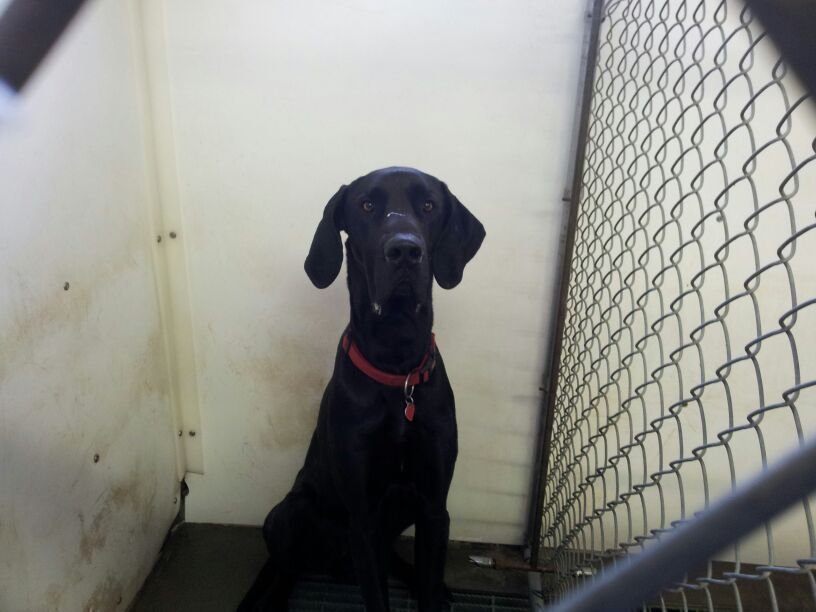 Petition · Save Thunder the Great Dane's Life & Reform Heyburn (ID