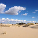 avatar of the starter