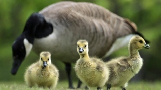 canada goose store kitchener canada goose store kitchener