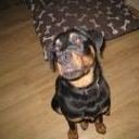 avatar of the starter