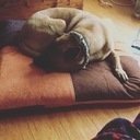 avatar of the starter