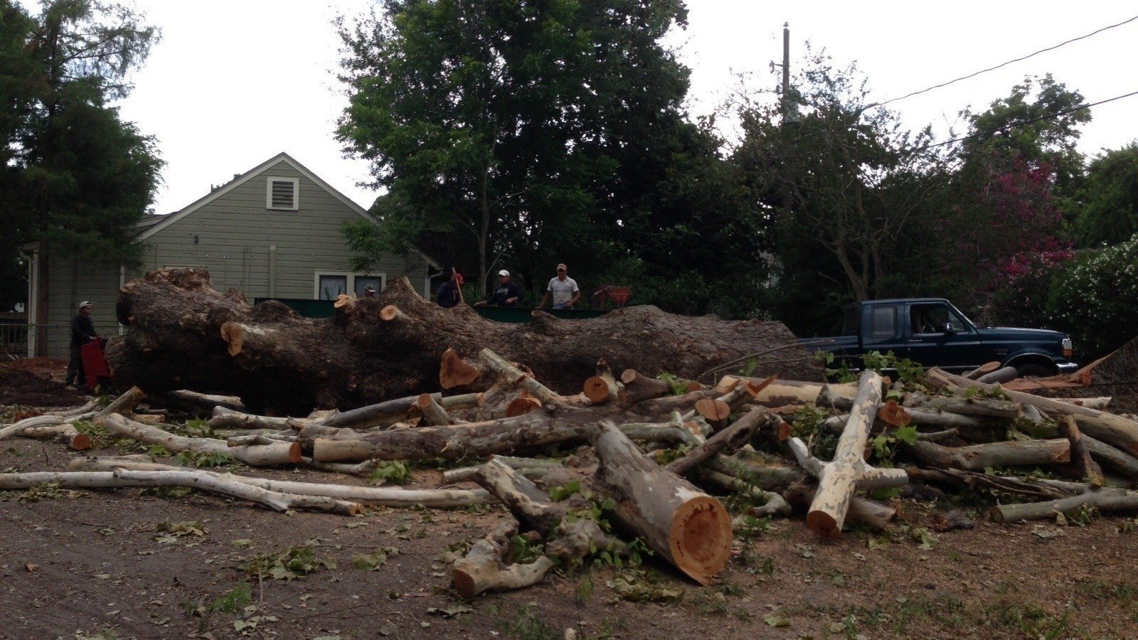 Petition · Houston Heights Requests an Historic Tree Protection