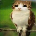 avatar of the starter