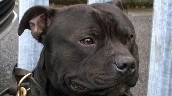 Dog Bloodshot Eyes Panting Dog Bloodshot Eyes Panting