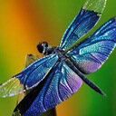 avatar of the starter