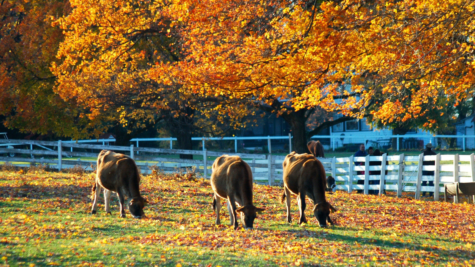 Petition · Anne Arundel County Protect our Organic Dairy Farm