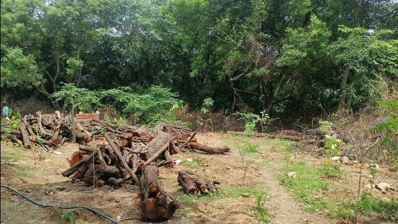 Save Delhi's Sanvay Van from joint brutal assault by DDA and political bosses