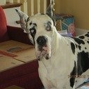 avatar of the starter