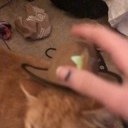 avatar of the starter