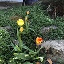 avatar of the starter