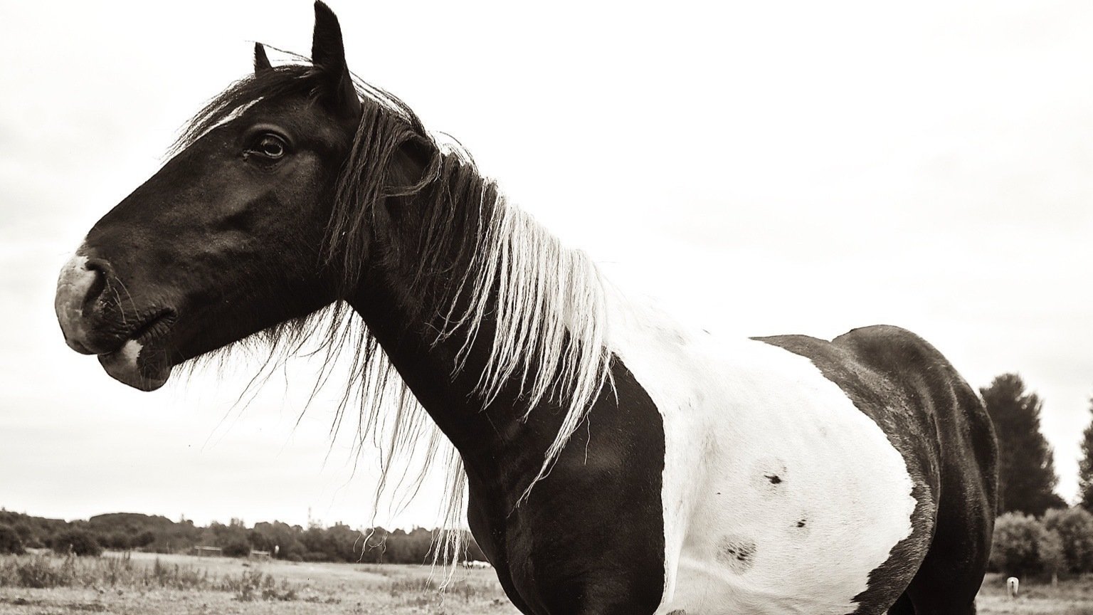 Petition · Norwich City Council, SAVE THE HORSES FROM SLAUGHTER