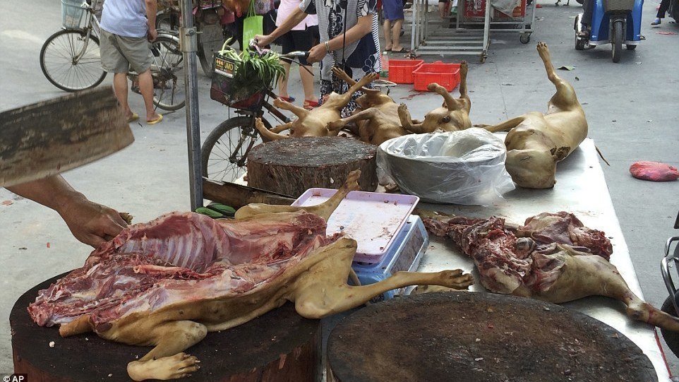 Is Dog Food Made From Horse Meat Is Dog Food Made From Horse Meat