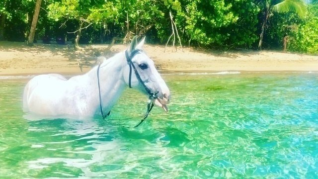 COVID19 Rescued Horses update