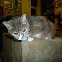 avatar of the starter