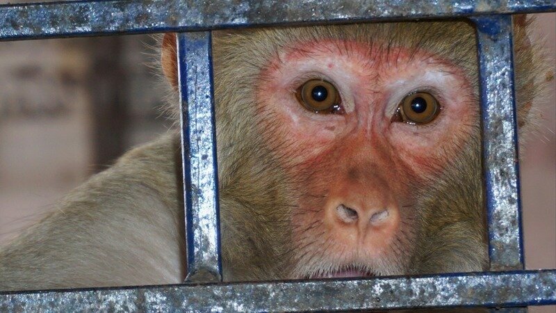 Stop the Cruel & Illegal Smuggling of Monkeys Into U.S. Labs