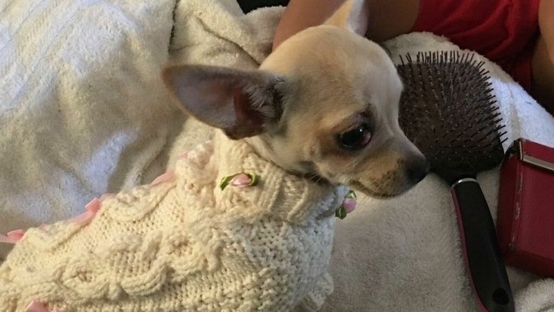 Put My Dog To Sleep Cardiff Put My Dog To Sleep Cardiff