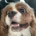 avatar of the starter