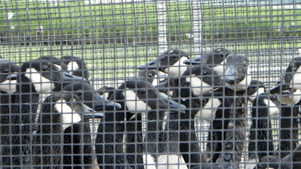 Petition · Stop geese gassing at Oconomowoc Lake, Wisconsin · Change.org