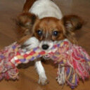 avatar of the starter