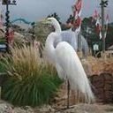 avatar of the starter