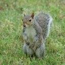 avatar of the starter