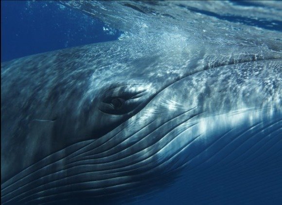 Petition NORWAY Has To STOP Whaling Change