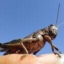 avatar of the starter