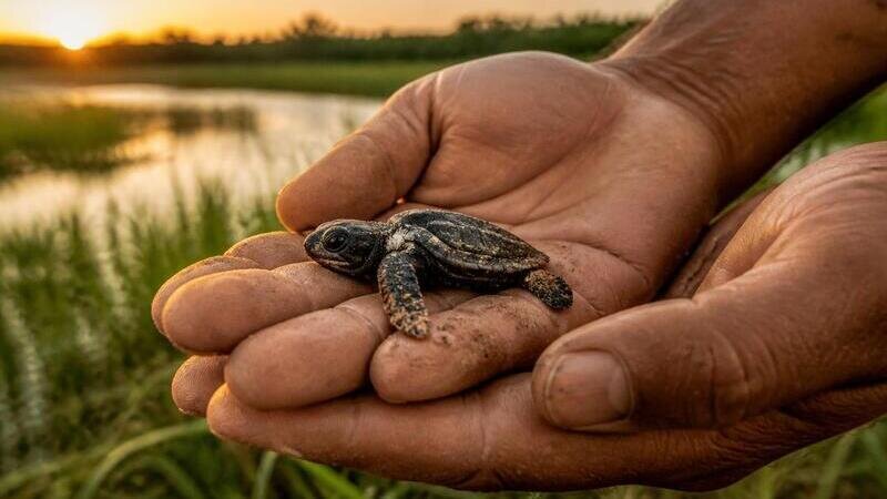 Save Ohuira lagoon from destruction