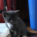 avatar of the starter