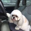 avatar of the starter