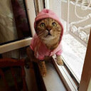 avatar of the starter