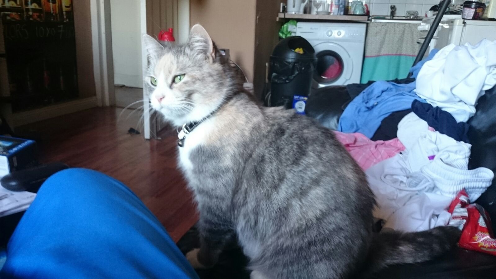 Dog And Cat Home Bothwell Dog And Cat Home Bothwell