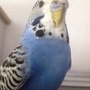 avatar of the starter