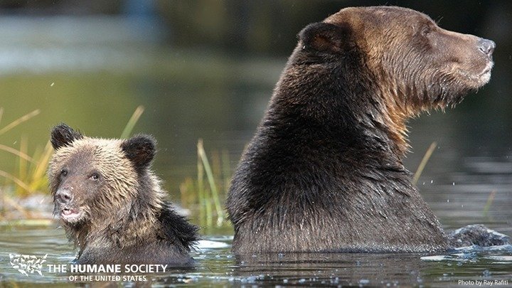 The Grizzly Bears Secret Weapon How It Dominates Humans - n78i96m