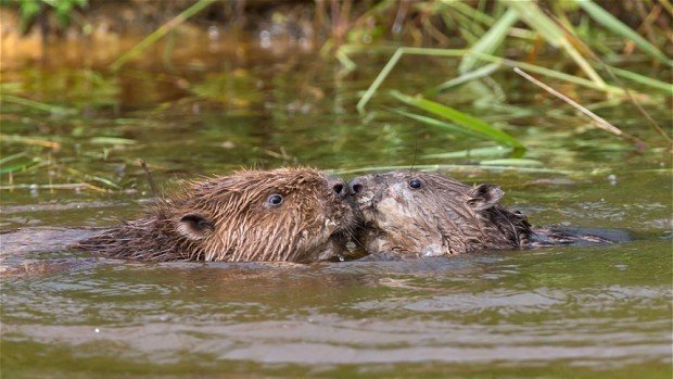 Petition · Leave the beavers on the river Otter alone. Do not cull
