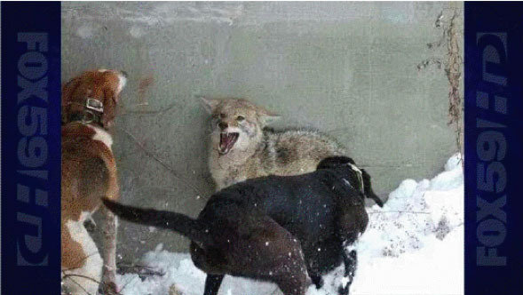 Petition · URGENT: HELP BAN THE BRUTAL PRACTICE OF PENNING OF COYOTES