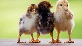 Backyard chickens in our HOA