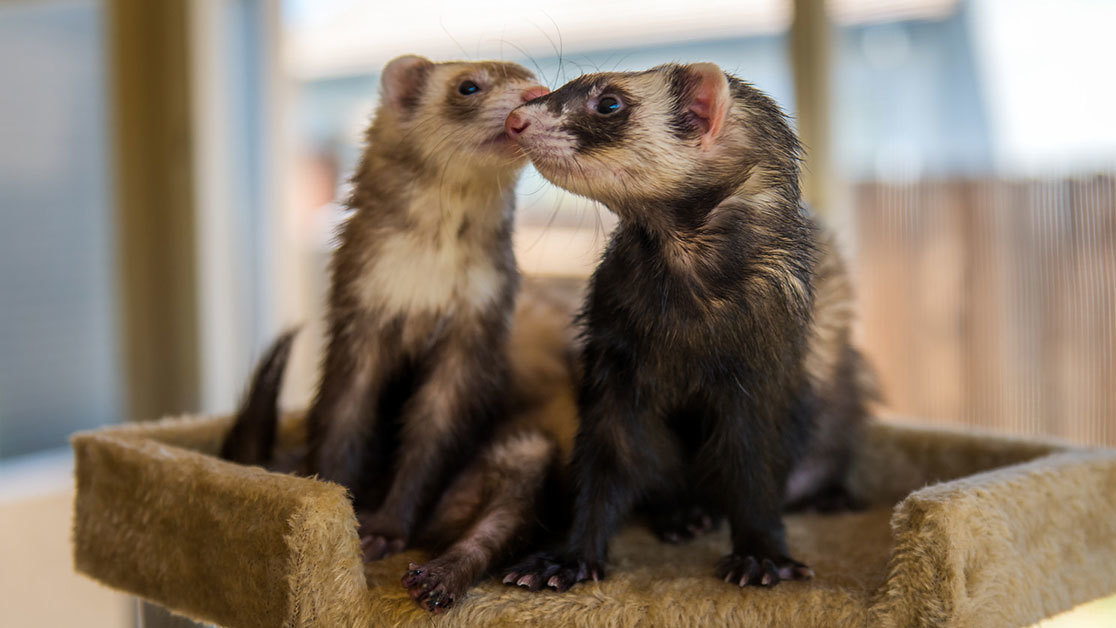 Petition · Mr. Eric Sklar, President California Fish and Game Commission Legalize Ferrets in