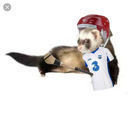 avatar of the starter