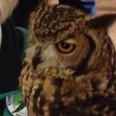 avatar of the starter