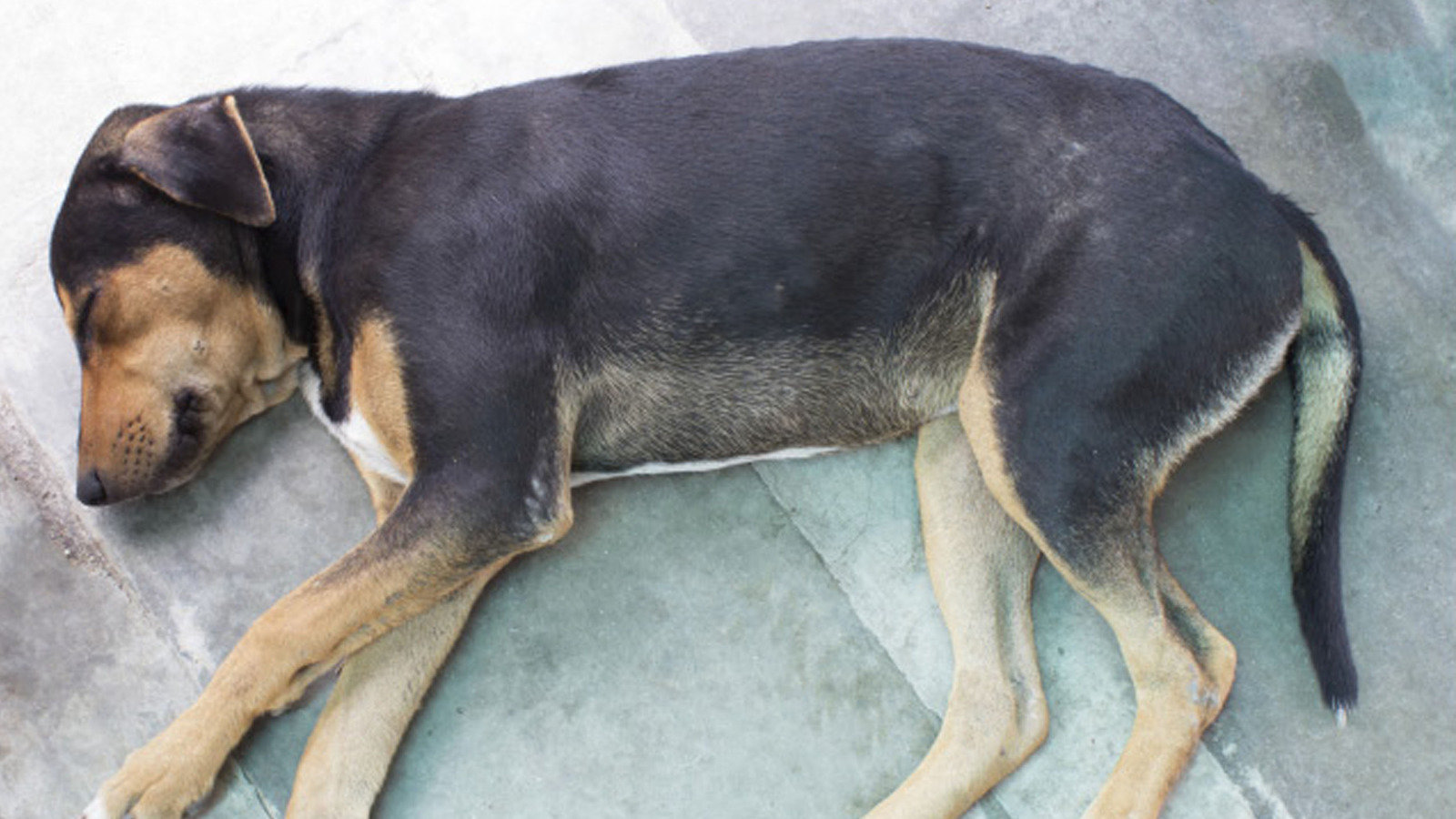 Petition · FNDC Bang Bang You're Dead Stop Shooting Dogs as a